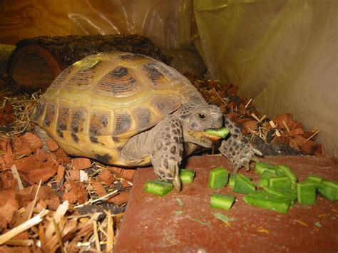 Many tortoise keepers pay a vet to do this. My younger female Russian tortoise eating one of the best ...