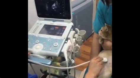 This Pregnant Cat Getting An Ultrasound Might Be The Cutest Thing Ive