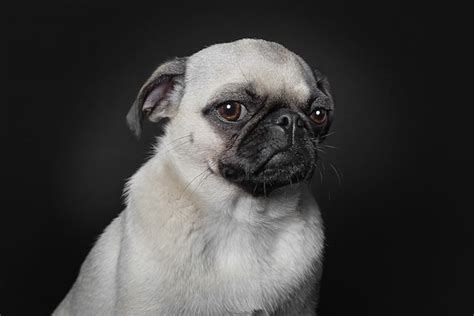 How Photographers Have Elevated Pet Photography Into An Art Form