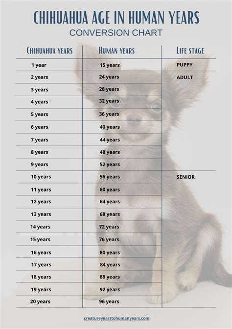 Chihuahua Age In Human Years Calculate Chihuahuas Human Age
