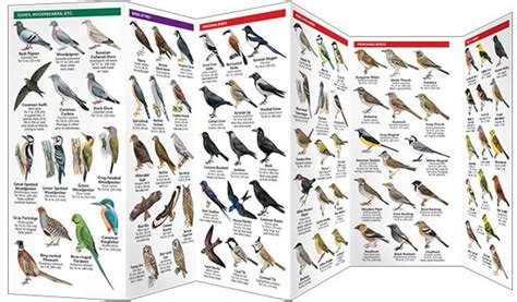 Germany Birds A Folding Pocket Guide To Familiar Species Nhbs Field