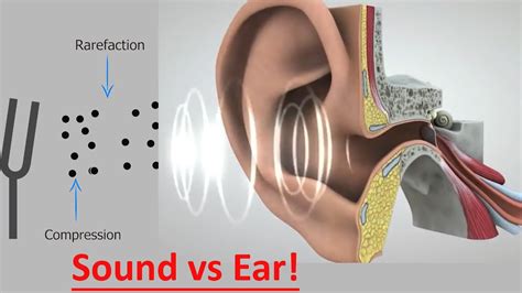 Sound Waves Frequencies Human Hearing Explained Youtube