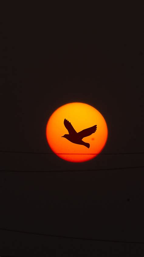 2160x3840 Sunset Sunrise Bird Flying Sky Nature Clouds 5k Sony Xperia X