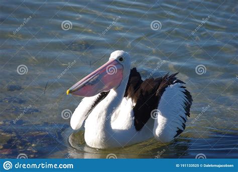 Australian Pelicans Pelecanus Conspicillatus Catch A Fish On Camden