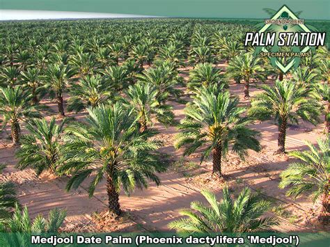 Medjool Date Palm