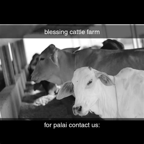 Blessing Cattle Farm