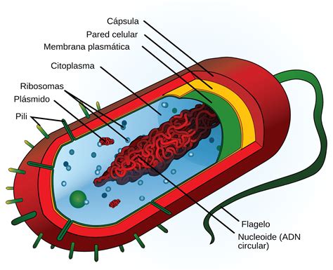 Bactérias Características Tipos Reprodução