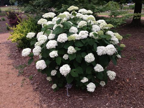 I hear all the time, nothing but moss will grow in the dark corner of my yard or i have a beautiful shade tree out front, but nothing will grow under it. Smooth Hydrangea | Shade loving shrubs, Plants, Small flowering plants