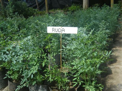 Ruda Planta In English Plant Ideas