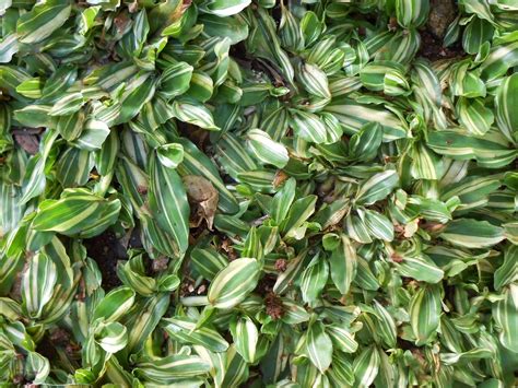 Salah satu taman yang bisa mempercantik halaman anda adalah taman rumput. Harga Rumput Gajah 2016 - Tukang Rumput Gajah Mini