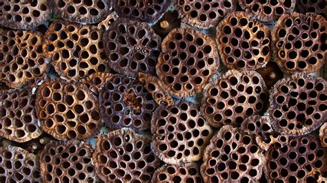 What Is Trypophobia And Is It Real Mental Floss