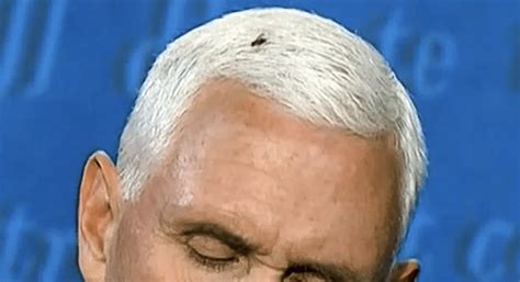 Mike Pence Fly Says It Has Never Been So Embarrassed