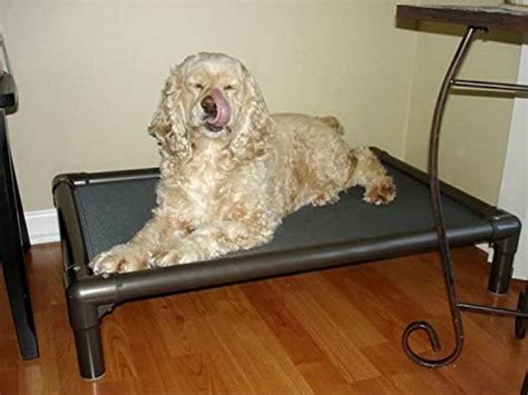 10 Best Elevated Dog Beds In 2022 Reviews And Top Picks Pet Keen