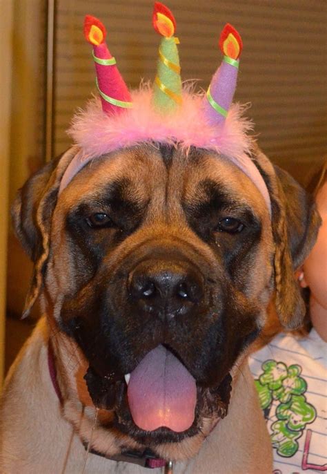 Why not make their birthday funnier and memorable. Happy birthday | Bull mastiff, Mastiffs, Happy birthday