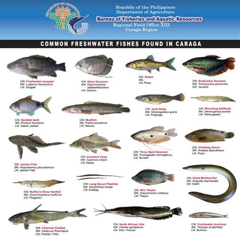 Freshwater Fishes Found In Caraga The Philippines Today