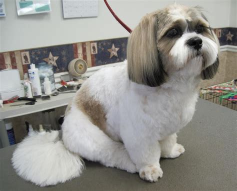 Fast Glance At A Shih Tzu And Its Hair Is Probably The First Thing You