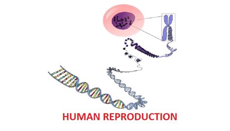Grade 12 Life Sciences Human Reproduction Worksheet • Teacha