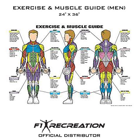 F Recreation Original Exercise Muscle Guide Fitness Chart Men Nfc B F Recreation