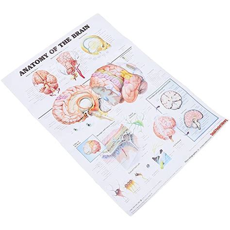 Buy Anatomical Poster Brain Laminated KASTWAVE Anatomical Chart Of The Human Brain Anatomy