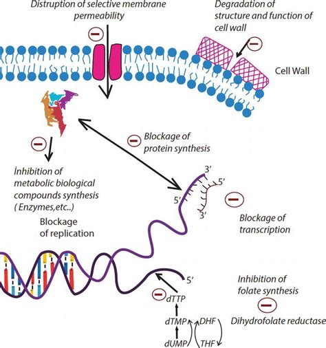 The aim here is to anticipate the cellular response to various drugs. Introductory Chapter: The Action Mechanisms of Antibiotics ...