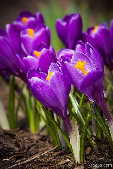 Spring Crocus Bloom Photograph Landscape And Travel Photography For