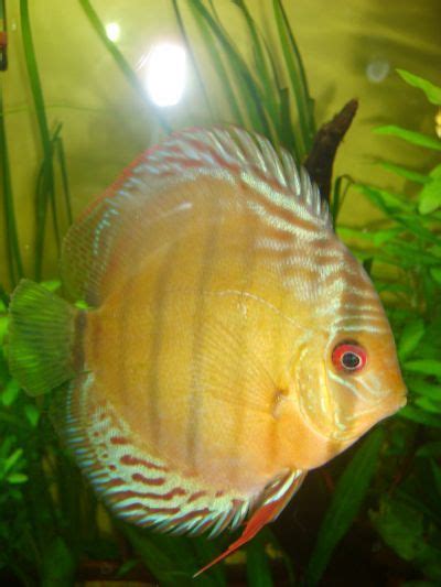 Symphysodon Tarzoo Rio Tefe Discus Fish Tropical Fish Fish Pet