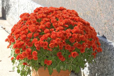 How To Grow Hardy Mums Charming Garden Hanging Plants Plants