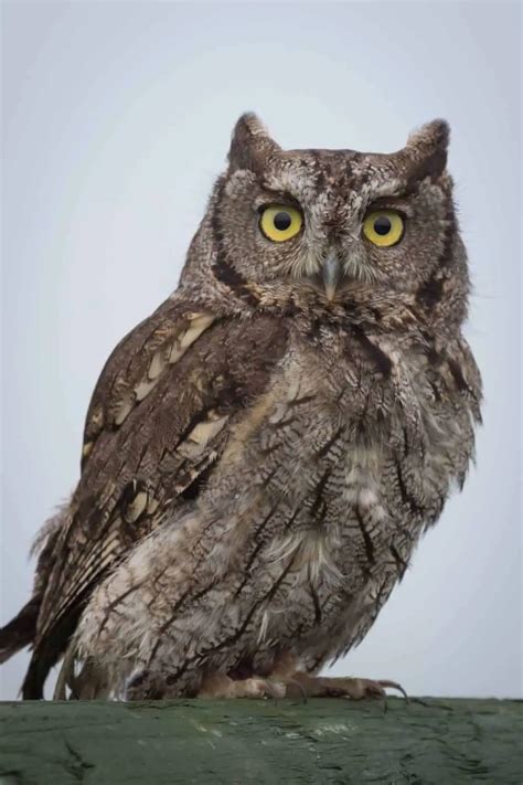 Owls In Alaska 10 Species With Pictures Wild Bird World
