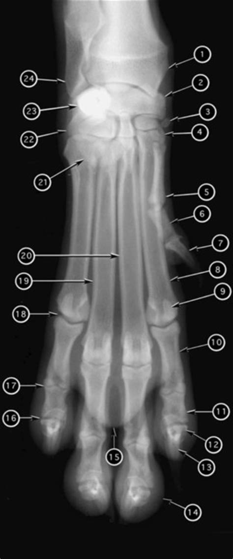 Radiographic Anatomy Of The Appendicular Skeleton Veterian Key