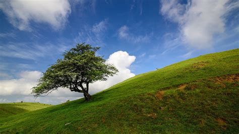 Green Leaves Tree And Grass Field Mountain Slope Under White Clouds