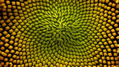 Sunflower Detail Bing Wallpaper Download