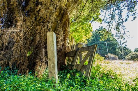Old Farm Fence Next To A Massive Tree Being Over Grown With Shrubs