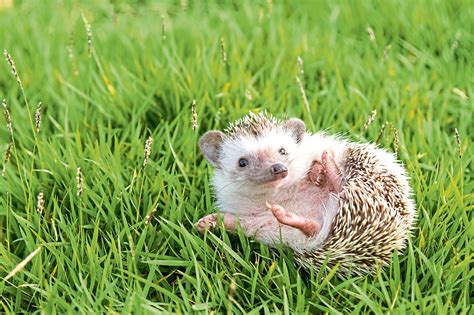 Hedgehog Awareness Week Why This Humble Spiky Animal Is So Important