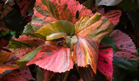 Acalypha Wilkesiana Facts Uses How To Grow And Care Tips
