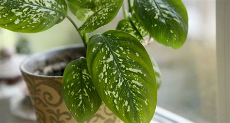 The toxicity of various plants and flowers can range from mild to severe, depending on the poisonous. Which Plants Are Poisonous to Cats? A Complete Guide