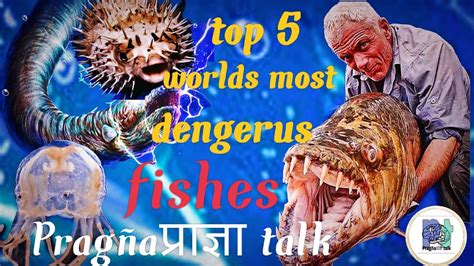 Top 5 Most Dangerous Fish In The World Worlds Most Deadliest