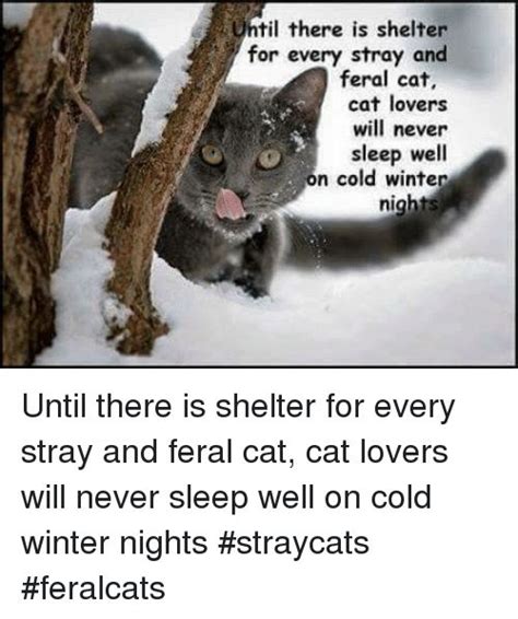 Gather The Wonderful Feral Cat Funny Pictures Hilarious Pets Pictures