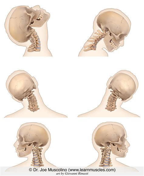 Cervical Spine Ranges Of Motion Rom Learn Muscles