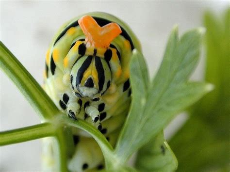 Face Of Caterpillar For Inspiration Caterpillar Beautiful Animals