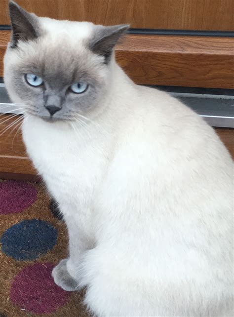 Our Lovely Blue Colourpoint British Shorthair Beautiful Cats Cats