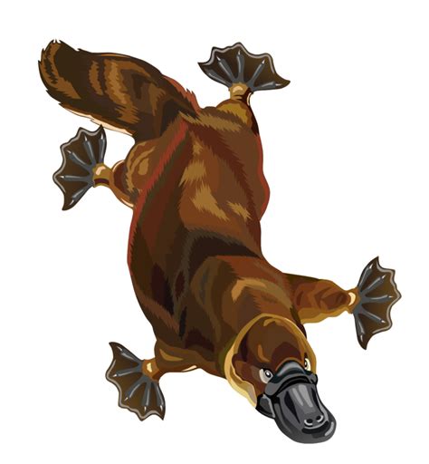 Platypus Free To Use Clipart Wikiclipart