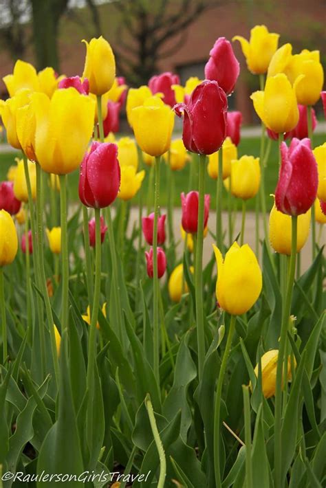 Holland Tulip Festival Everything You Need To Know About Tulip Time
