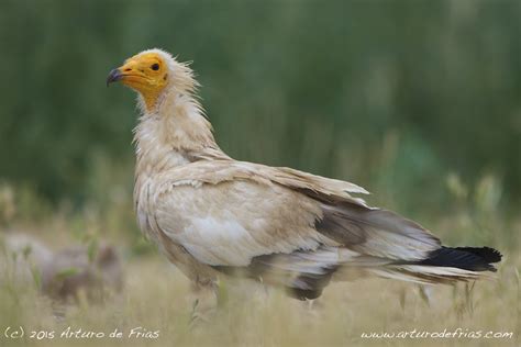 B Arturo De Frias Wildlife Photography B Egyptian Vulture