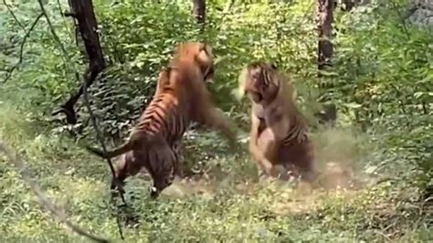 VÍDEO La feroz pelea de dos tigres ante aficionados a la fotografía