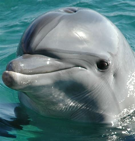 Dolphin Facts Animal Facts Encyclopedia