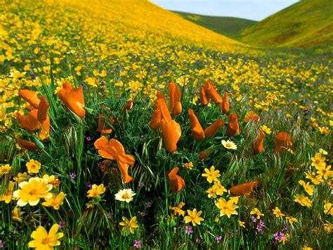 Wild Flowers In Field Wallpapers Hd Desktop And Mobile Backgrounds