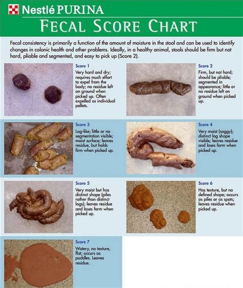 Know Your Poop Chart