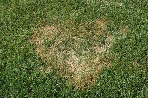 What Causes Brown Patches In My Lawn