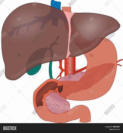 Liver Anatomy Illustration