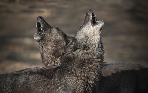 Wolves Howl Because They Care